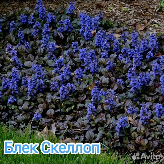 Растения для сада