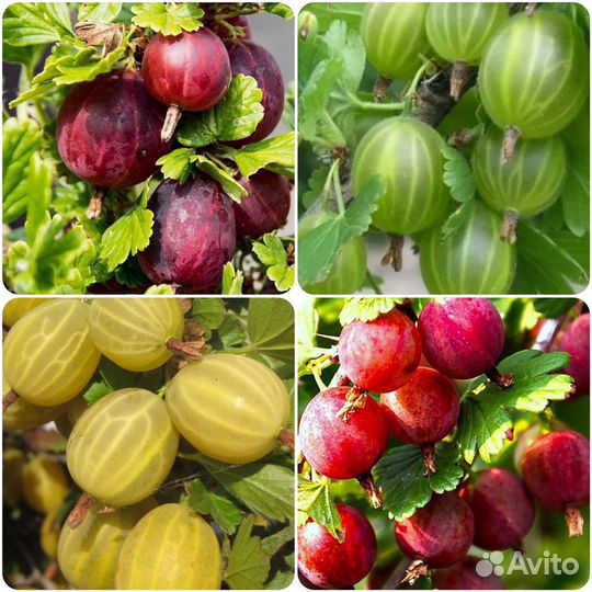 Саженцы Смородины/Крыжовника/Ежевики/Айвы/Малины