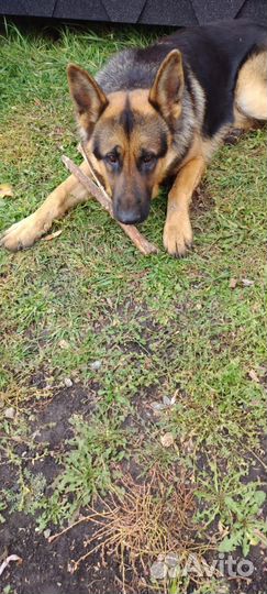 Немецкая овчарка(кто видел, позвоните)