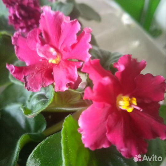 Фиалки сортовые