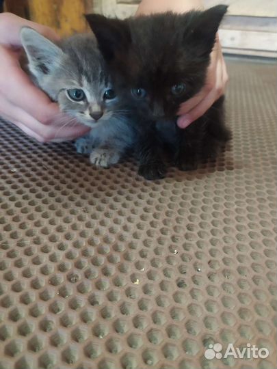 Кошка в дар