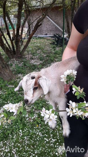 Козочки козлята