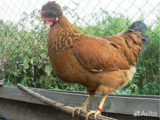 Курица Хохлушка