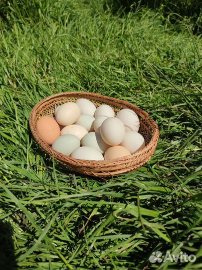 Яйцо куриное и утиное