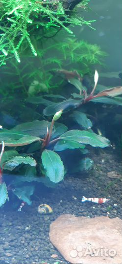 Буцефаландра