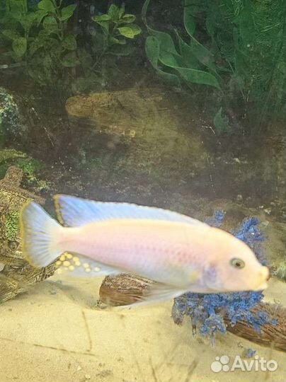 Рыбы цихлиды