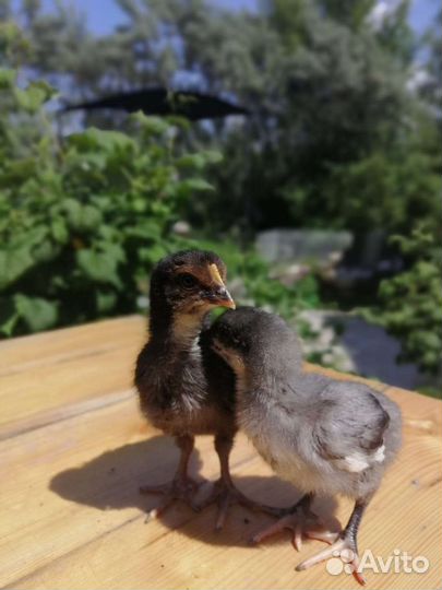 Цыплята суточные, утята мускусной утки - индоутки