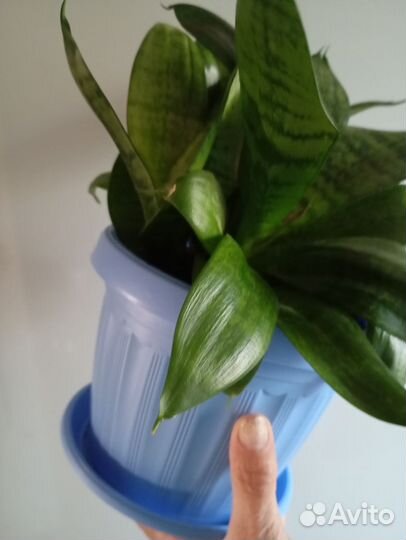 Сансевиерия хана