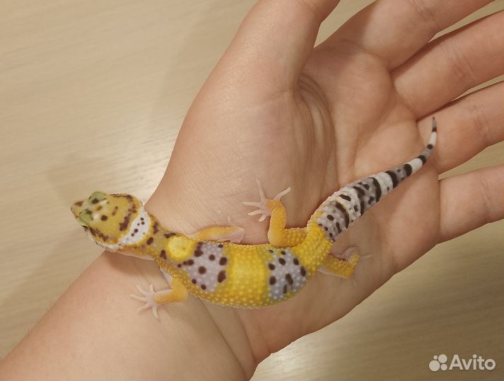 Эублефар малыши