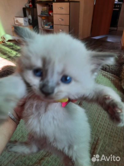 Кошки породистые