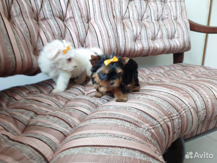 Девочка -йорк. Мини. Беби-фейс. Документы РКФ