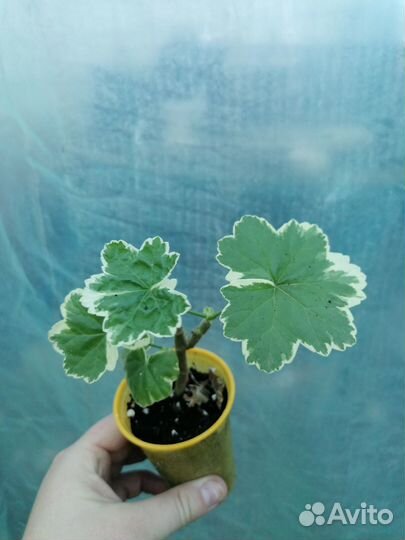 Пеларгония/герань