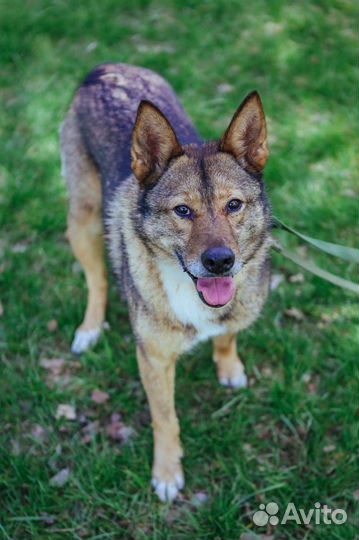 Стеша метис лайки ей очень нужен дом и семья