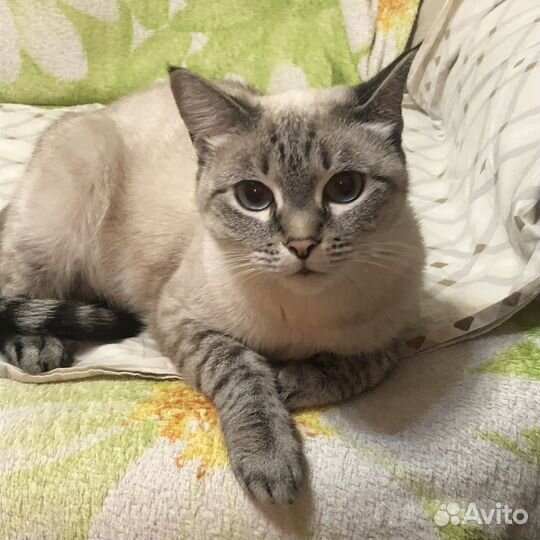 Кошка в дар бесплатно