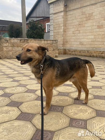 Тобик ищет дом