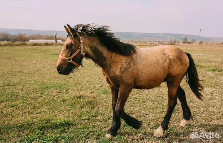Кросс тинкер