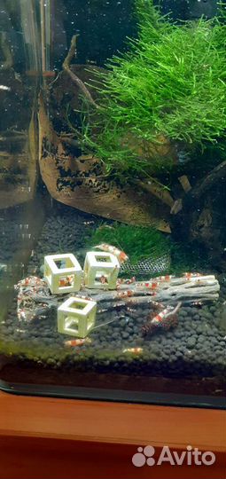 Аквариумные креветки красный кристалл