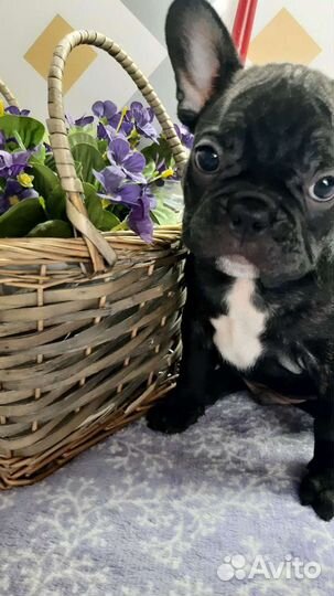 Французский бульдог мини