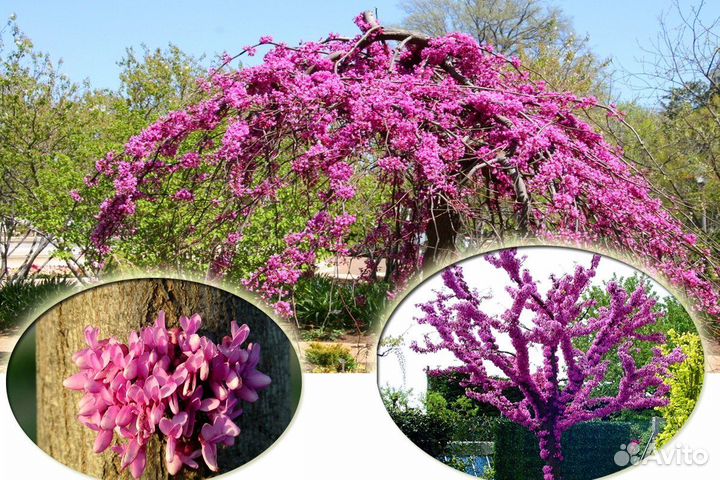 Редкие растения для сада с доставкой. Саженцы