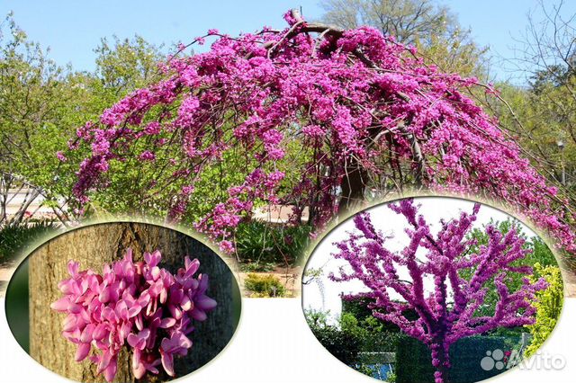 Редкие растения для сада с доставкой. Саженцы