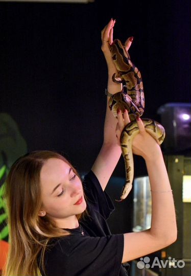 Змея для фотосессии