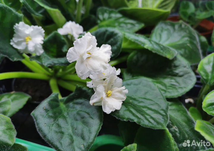 Комнатные растения цветы фиалки