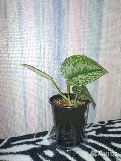 Сциндапсус Пиктус Требе