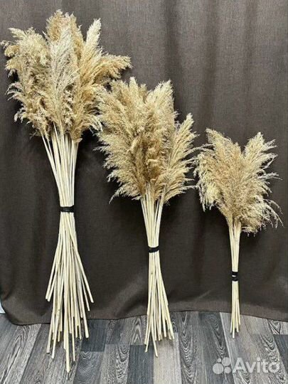 Сухоцвет для декора, флористики