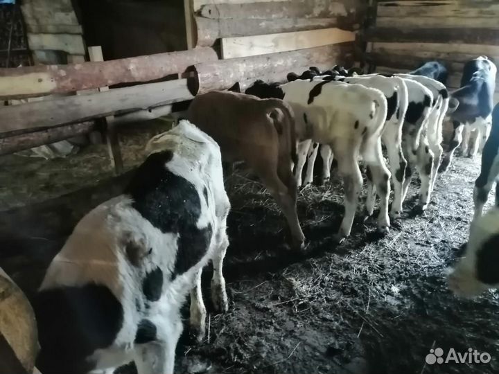 Бычки и телки