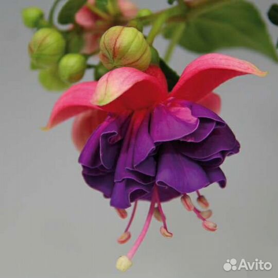 Фуксии черенки и молодые растения