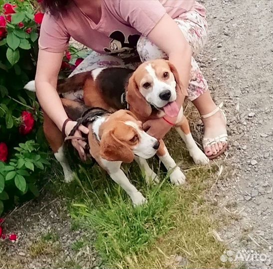 Щенки бигль