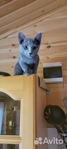 Русская голубая клубные котята объявление продам