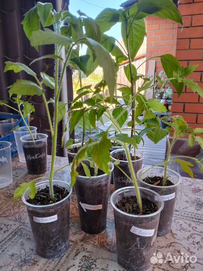 Рассада томатов, острого перчика