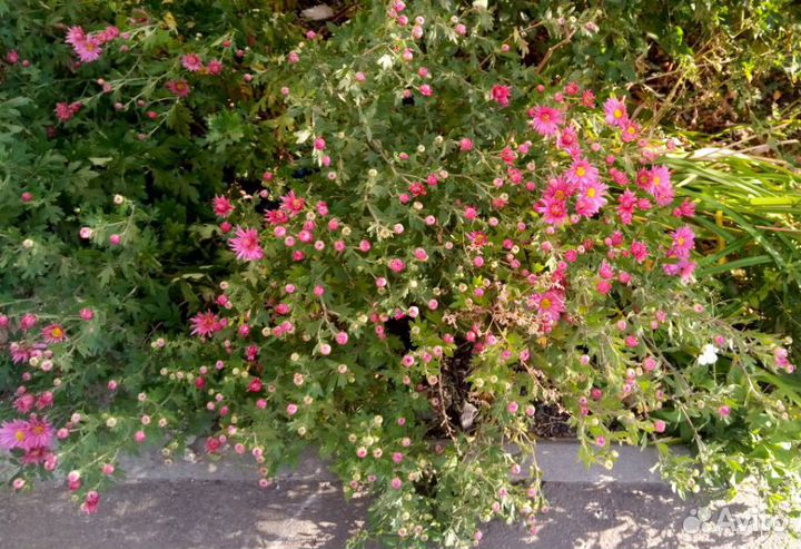 Хризантема осенняя