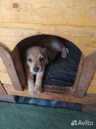 Хочу домой. Щеночек девочка ищет дом