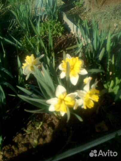 Нарциссы луковицы