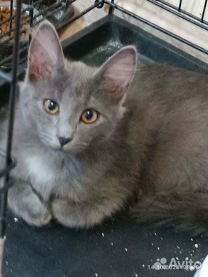 Котята русская голубая в добрые руки