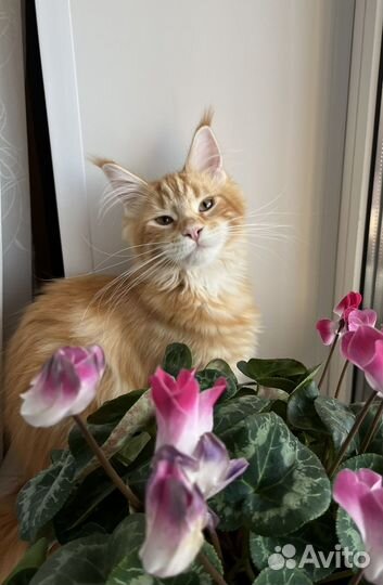Котята мейн-кун