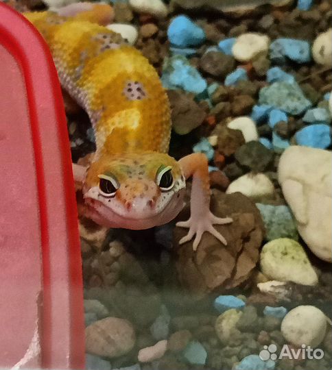 Эублефар самец