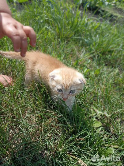 Кошки в добрые руки бесплатно