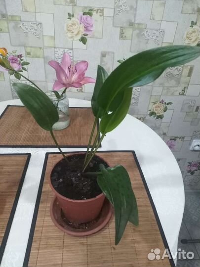 Спатифиллум