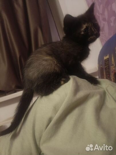 Отдам в добрые руки двух котят