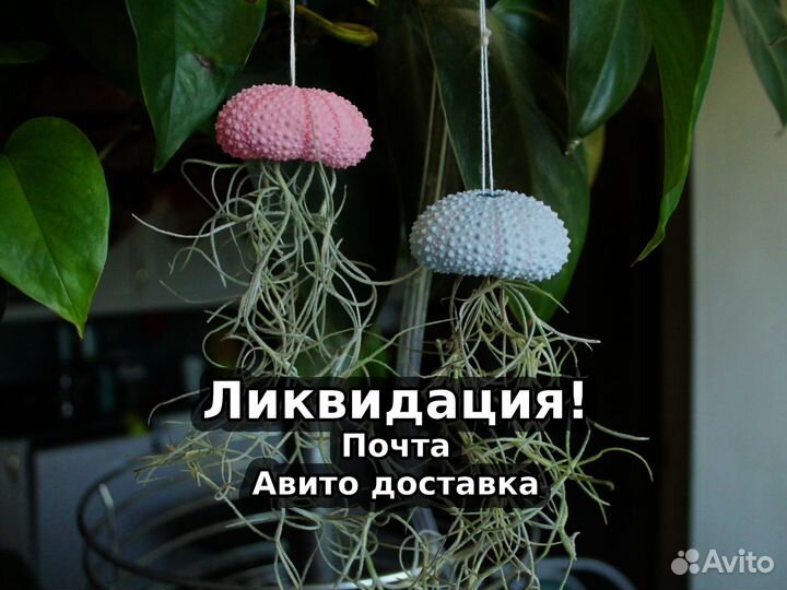 Тилландсия уснеевидная