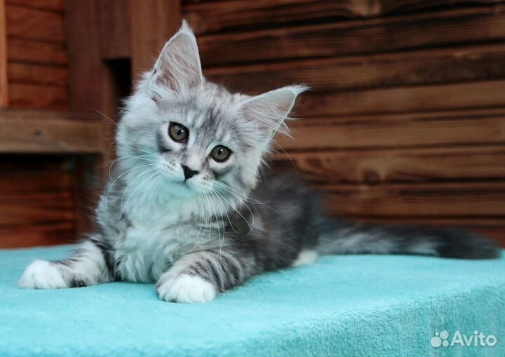 Серебряная кошка