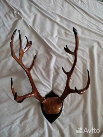 Рога оленя и лося