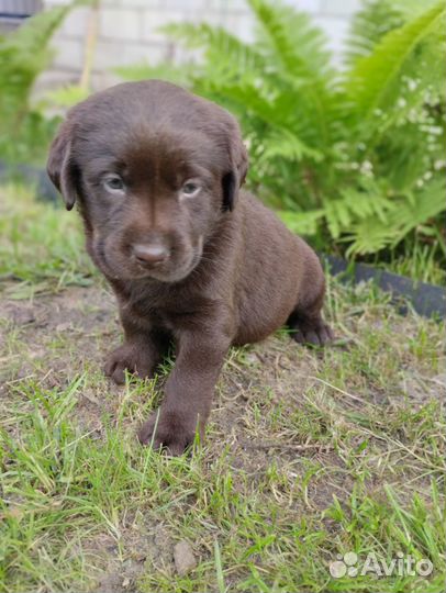 Щенки лабрадора: палевые и шоколадные