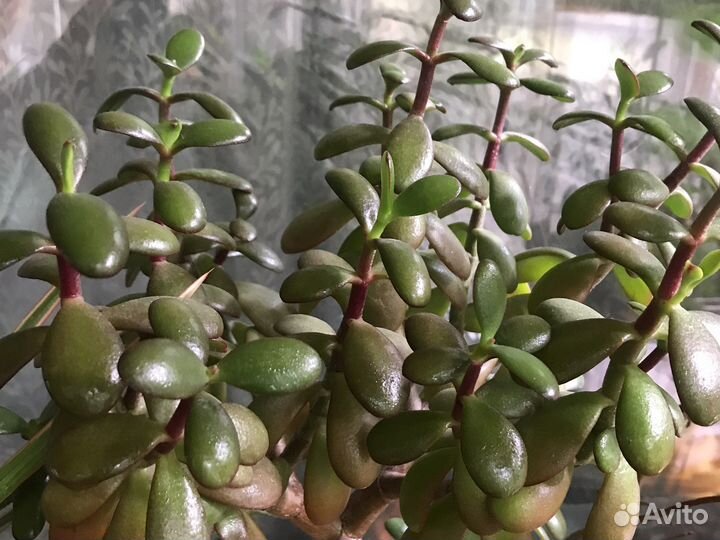 Кордилина, живое дерево