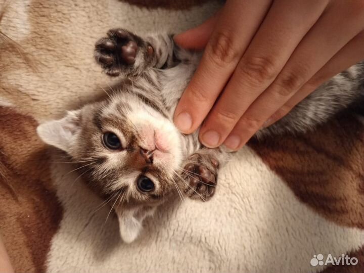 Британские котята прямоухие и вислоухие