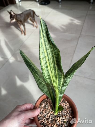 Сансевиерии сортовые