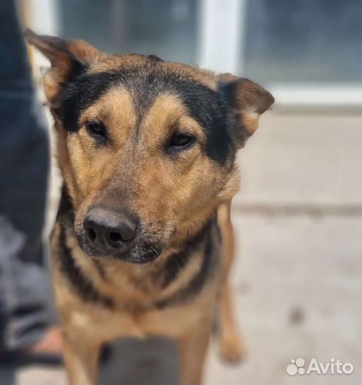 Найда ищет дом